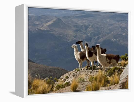 Peru, Llamas in the Bleak Altiplano of the High Andes Near Colca Canyon-Nigel Pavitt-Framed Premier Image Canvas