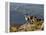 Peru, Llamas in the Bleak Altiplano of the High Andes Near Colca Canyon-Nigel Pavitt-Framed Premier Image Canvas