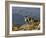 Peru, Llamas in the Bleak Altiplano of the High Andes Near Colca Canyon-Nigel Pavitt-Framed Photographic Print