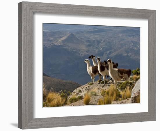 Peru, Llamas in the Bleak Altiplano of the High Andes Near Colca Canyon-Nigel Pavitt-Framed Photographic Print