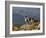 Peru, Llamas in the Bleak Altiplano of the High Andes Near Colca Canyon-Nigel Pavitt-Framed Photographic Print