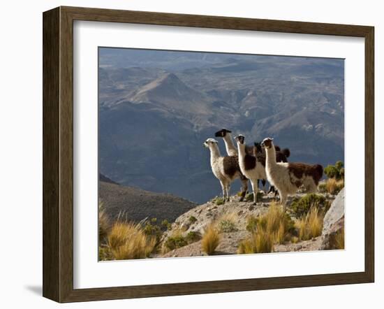 Peru, Llamas in the Bleak Altiplano of the High Andes Near Colca Canyon-Nigel Pavitt-Framed Photographic Print