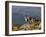 Peru, Llamas in the Bleak Altiplano of the High Andes Near Colca Canyon-Nigel Pavitt-Framed Photographic Print