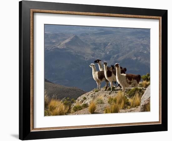 Peru, Llamas in the Bleak Altiplano of the High Andes Near Colca Canyon-Nigel Pavitt-Framed Photographic Print