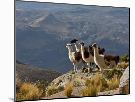 Peru, Llamas in the Bleak Altiplano of the High Andes Near Colca Canyon-Nigel Pavitt-Mounted Photographic Print