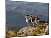 Peru, Llamas in the Bleak Altiplano of the High Andes Near Colca Canyon-Nigel Pavitt-Mounted Photographic Print