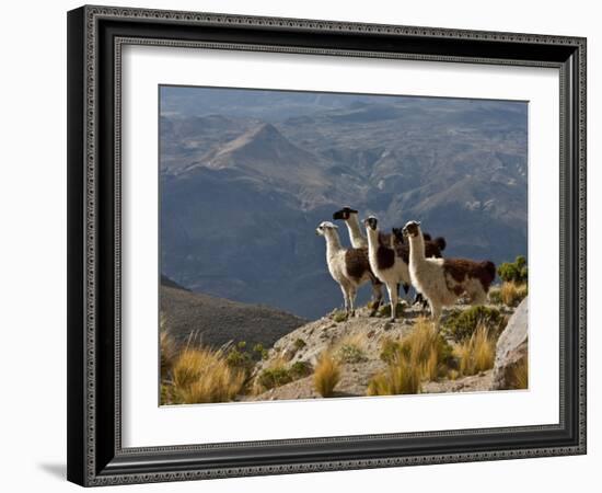 Peru, Llamas in the Bleak Altiplano of the High Andes Near Colca Canyon-Nigel Pavitt-Framed Photographic Print