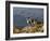 Peru, Llamas in the Bleak Altiplano of the High Andes Near Colca Canyon-Nigel Pavitt-Framed Photographic Print