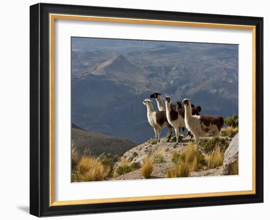 Peru, Llamas in the Bleak Altiplano of the High Andes Near Colca Canyon-Nigel Pavitt-Framed Photographic Print