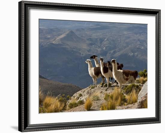 Peru, Llamas in the Bleak Altiplano of the High Andes Near Colca Canyon-Nigel Pavitt-Framed Photographic Print