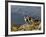 Peru, Llamas in the Bleak Altiplano of the High Andes Near Colca Canyon-Nigel Pavitt-Framed Photographic Print