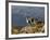 Peru, Llamas in the Bleak Altiplano of the High Andes Near Colca Canyon-Nigel Pavitt-Framed Photographic Print