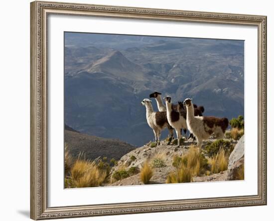 Peru, Llamas in the Bleak Altiplano of the High Andes Near Colca Canyon-Nigel Pavitt-Framed Photographic Print