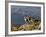 Peru, Llamas in the Bleak Altiplano of the High Andes Near Colca Canyon-Nigel Pavitt-Framed Photographic Print