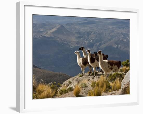 Peru, Llamas in the Bleak Altiplano of the High Andes Near Colca Canyon-Nigel Pavitt-Framed Photographic Print