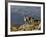 Peru, Llamas in the Bleak Altiplano of the High Andes Near Colca Canyon-Nigel Pavitt-Framed Photographic Print