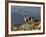 Peru, Llamas in the Bleak Altiplano of the High Andes Near Colca Canyon-Nigel Pavitt-Framed Photographic Print