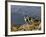 Peru, Llamas in the Bleak Altiplano of the High Andes Near Colca Canyon-Nigel Pavitt-Framed Photographic Print