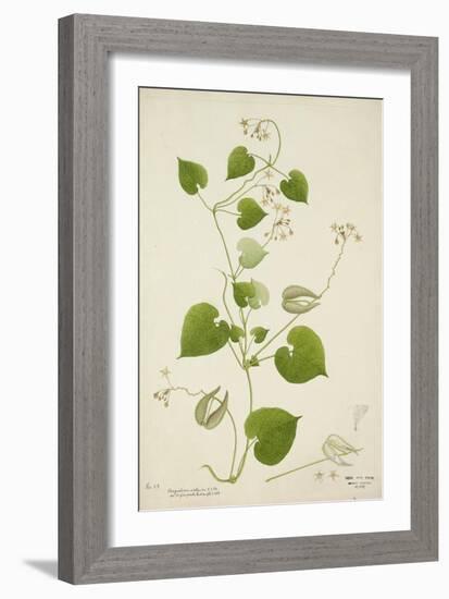 Perugularia Extensa, 1800-10-null-Framed Giclee Print