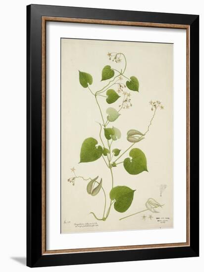 Perugularia Extensa, 1800-10-null-Framed Giclee Print