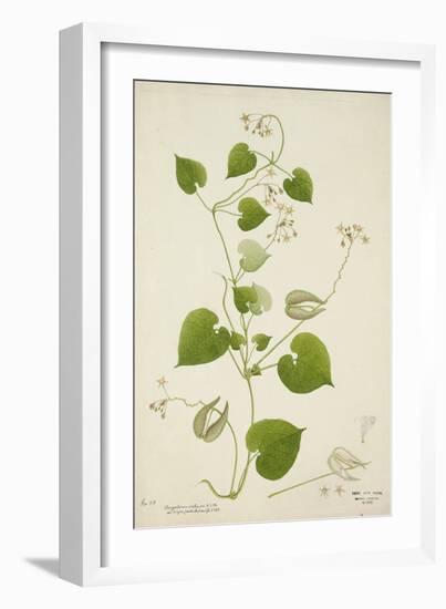 Perugularia Extensa, 1800-10-null-Framed Giclee Print