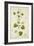 Perugularia Extensa, 1800-10-null-Framed Giclee Print