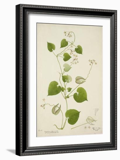 Perugularia Extensa, 1800-10-null-Framed Giclee Print