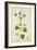 Perugularia Extensa, 1800-10-null-Framed Giclee Print