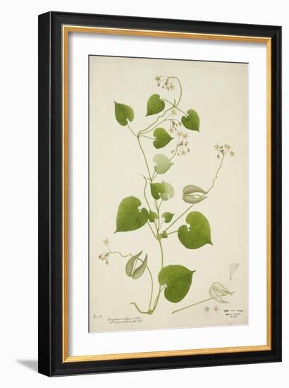 Perugularia Extensa, 1800-10-null-Framed Giclee Print