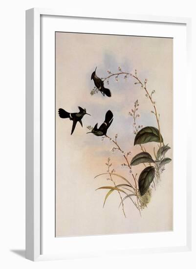 Peruvian Coquette, Lophornis Verreauxi-John Gould-Framed Giclee Print