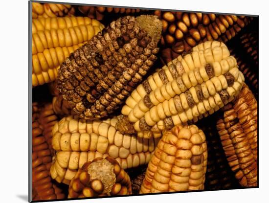 Peruvian Corn, Peru-Pete Oxford-Mounted Photographic Print