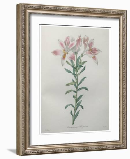 Peruvian Lilly-Pierre-Joseph Redoute-Framed Art Print