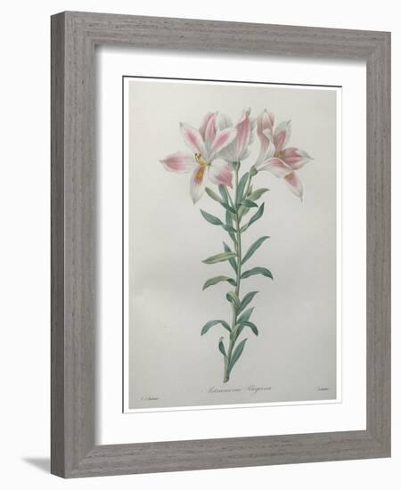 Peruvian Lilly-Pierre-Joseph Redoute-Framed Art Print