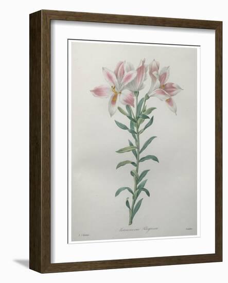 Peruvian Lilly-Pierre-Joseph Redoute-Framed Art Print