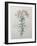 Peruvian Lilly-Pierre-Joseph Redoute-Framed Art Print