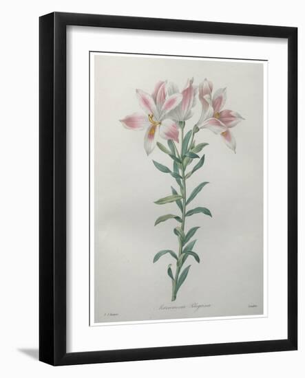 Peruvian Lilly-Pierre-Joseph Redoute-Framed Art Print