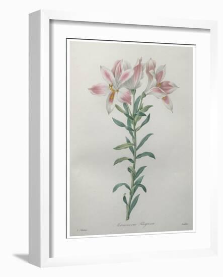 Peruvian Lilly-Pierre-Joseph Redoute-Framed Art Print