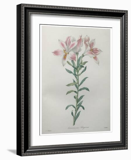 Peruvian Lilly-Pierre-Joseph Redoute-Framed Art Print