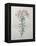 Peruvian Lilly-Pierre-Joseph Redoute-Framed Stretched Canvas