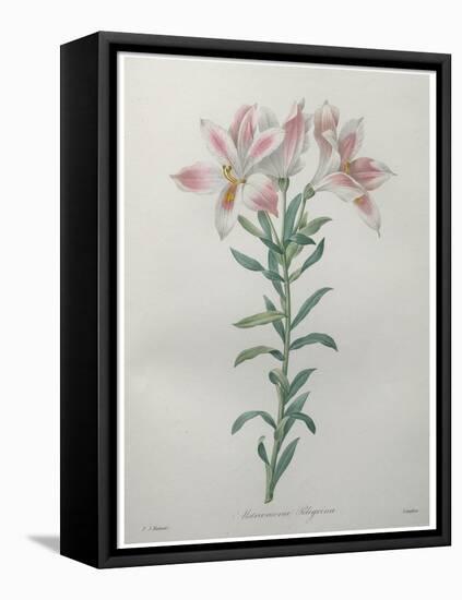 Peruvian Lilly-Pierre-Joseph Redoute-Framed Stretched Canvas