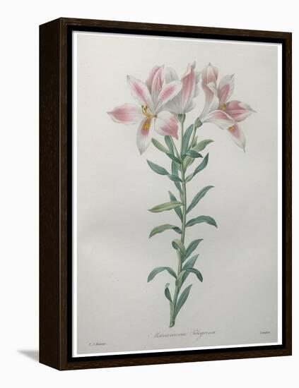 Peruvian Lilly-Pierre-Joseph Redoute-Framed Stretched Canvas