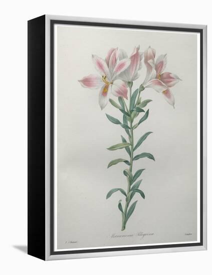 Peruvian Lilly-Pierre-Joseph Redoute-Framed Stretched Canvas