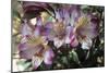 Peruvian Lily (Alstroemeria 'Balance')-Adrian Thomas-Mounted Photographic Print