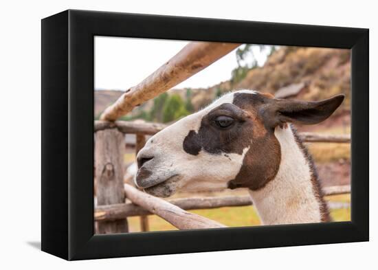 Peruvian Llama. Farm of Llama,Alpaca,Vicuna in Peru,South America. Andean Animal.Llama is South Ame-vitmark-Framed Premier Image Canvas