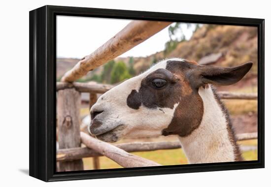 Peruvian Llama. Farm of Llama,Alpaca,Vicuna in Peru,South America. Andean Animal.Llama is South Ame-vitmark-Framed Premier Image Canvas