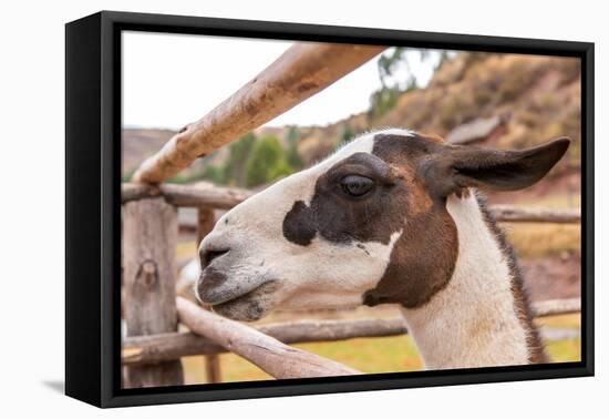 Peruvian Llama. Farm of Llama,Alpaca,Vicuna in Peru,South America. Andean Animal.Llama is South Ame-vitmark-Framed Premier Image Canvas