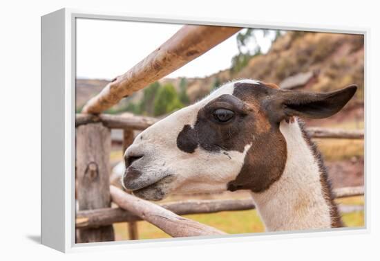 Peruvian Llama. Farm of Llama,Alpaca,Vicuna in Peru,South America. Andean Animal.Llama is South Ame-vitmark-Framed Premier Image Canvas