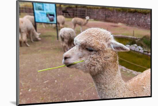 Peruvian Llama. Farm of Llama,Alpaca,Vicuna in Peru,South America. Andean Animal.Llama is South Ame-vitmark-Mounted Photographic Print