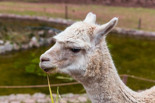 Peruvian Llama. Farm of Llama,Alpaca,Vicuna in Peru,South America. Andean is South Ame' Photographic Print - vitmark Peruvian Llama. Farm of Llama,Alpaca,Vicuna in Peru,South America. Andean is South Ame' Photographic Print - vitmark