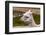 Peruvian Llama. Farm of Llama,Alpaca,Vicuna in Peru,South America. Andean Animal.Llama is South Ame-vitmark-Framed Photographic Print